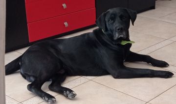 Hotel para Cães