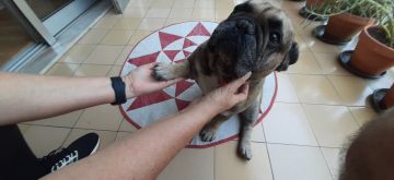 Hotel para Cães