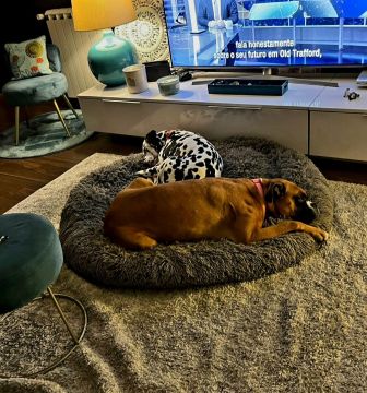 Hotel e Creche para Animais