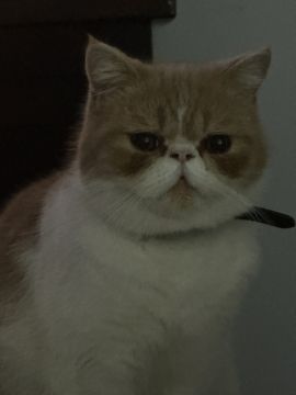 Hotel para Gatos