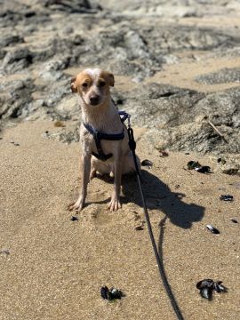 Hotel para Cães - Hotel e Creche para Animais