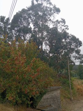 Jardinagem e Relvados