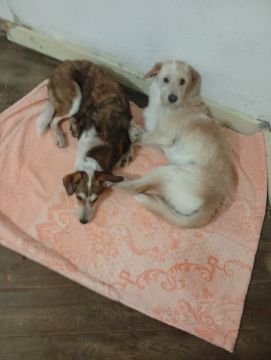Pet Boarding and Daycare