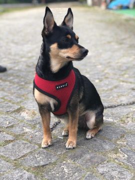 Hotel para Cães