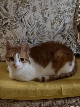 Hotel para Gatos