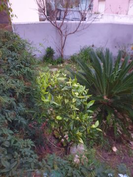 Lawncare