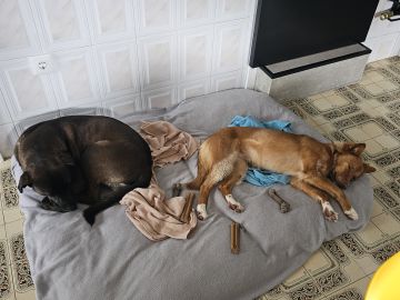 Hotel para Cães