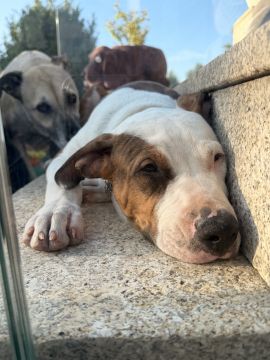 Hotel e Creche para Animais