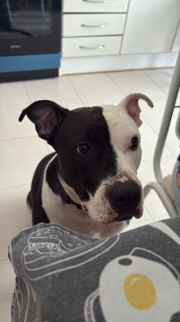 Hotel para Cães