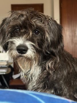 Hotel para Cães