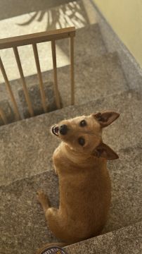 Hotel para Cães
