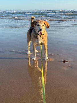 Hundepension