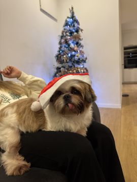 Hotel para Cães