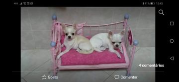 Hotel de Animais