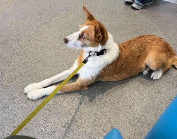 Hotel para Cães