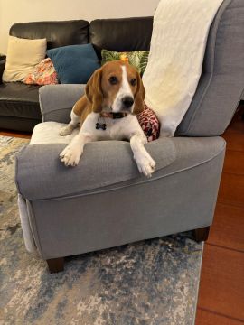 Hotel para Cães - Animais
