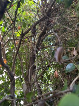 Serviço de Jardinagem
