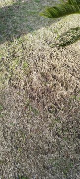 Artificial Turf Installation - Landscaping