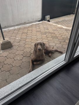 Hotel para Cães