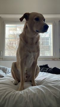 Dog Hotel