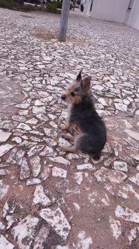 Hotel para Cães - Animais