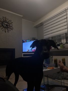 Hotel para Cães