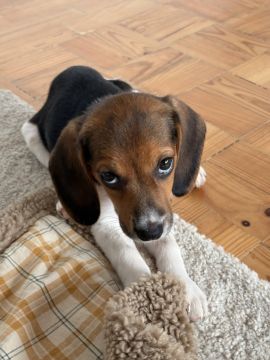 Hundepension - Haustierbetreuung und Tierpension