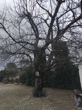 Tree Trimming and Maintenance