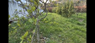 Lawncare - Home Improvements