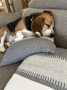 Pension pour chiens