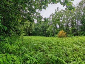 Limpeza de Terrenos