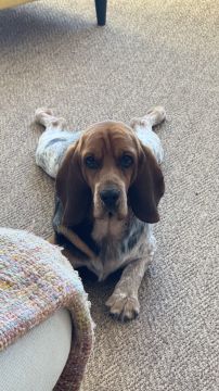 Haustierbetreuung und Tierpension - Haustiere