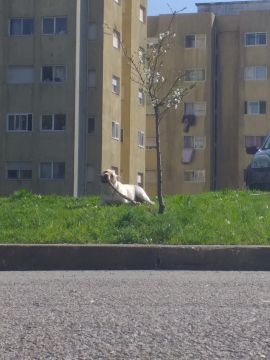 Hotel e Creche para Animais