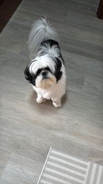 Hotel para Cães