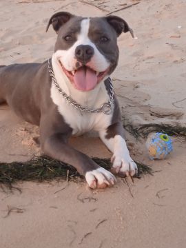 Hotel para Cães