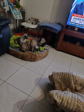 Dog Hotel - Pets