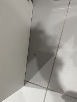 Empresa de Desinfestação - Casa