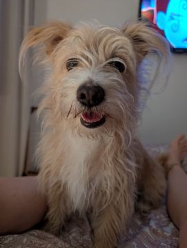 Hotel para Cães