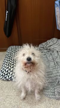Hotel para Cães