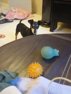 Hotel para Cães