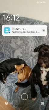 Hotel para Cães