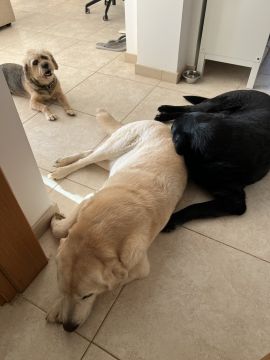 Hotel para Cães