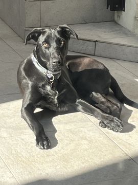 Hotel para Cães