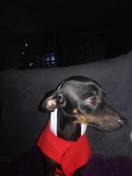 Hotel para Cães
