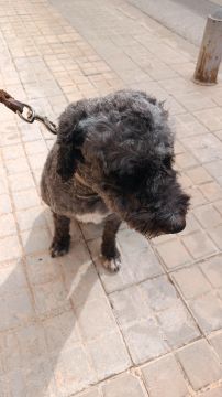 Hotel para Cães