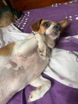 Hotel para Cães