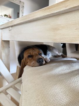 Hundepfleger - Haustiere