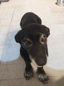 Pension pour chiens