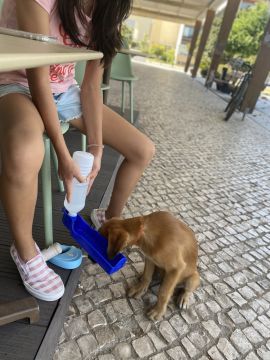 Hotel para Cães