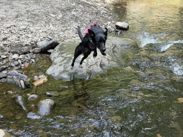 Pension pour chiens